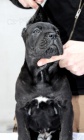 Cane Corso tata