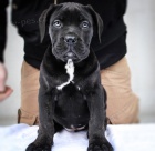 Cane Corso tata