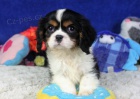 Prodm okovan tata kavalr King Charles Spaniel.