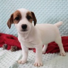 Prodm ndhern a zdrav ttka jack russell terira.