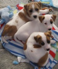 Prodm ndhern a zdrav ttka jack russell terira.