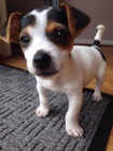 Prodám nádherná a zdravá štěňátka jack russell teriéra.