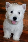 PRODM KRSN A OKOVAN tata West Highland White Terriers