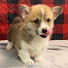 Prodm okovan tata Pembroke Welsh Corgi.