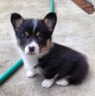 Prodm okovan mini tata Pembroke Welsh Corgi.