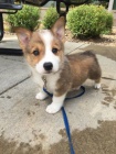 Prodm okovan tata Pembroke Welsh Corgi.