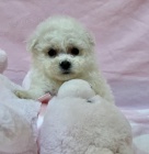 Prodám krásná očkovaná mini štěňata West Highland White Terriers