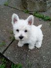 Prodm krsn okovan mini tata West Highland White Terriers