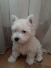 Prodm krsn okovan mini tata West Highland White Terriers