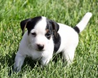 Prodm zdrav tata jack russell terira.