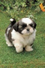 Prodm tata SHIH TZU