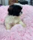 štěně shih tzu hledám k prodeji