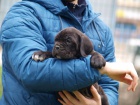 Cane Corso tata