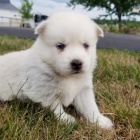 Prodm tata Pomskies (kenec sibisk husky a pomeranian)