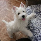 Prodm MINI okovan a oderven tata West Highland White Terriers (WESTITI).