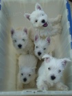 Prodm MINI okovan a oderven tata West Highland White Terriers (WESTITI).