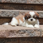 Prodm tata SHIH TZU