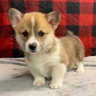 Prodm zdrav tata Welsh Corgi Pembroke.