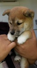 Prodám roztomilá očkovaná štěňata shiba inu