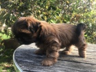 Rozkon tata Shih Tzu