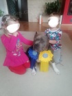 American bully standard