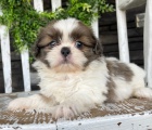 Prodm tata SHIH TZU