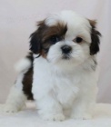 Prodm tata SHIH TZU