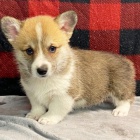 Prodám štěňata Pembroke Welsh Corgi.
