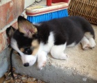 Prodm tata Pembroke Welsh Corgi.