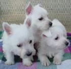 Prodm okovan a oderven mini ttka West Highland White Terriers