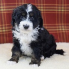 Prodám ZDRAVÁ a OČKOVANÁ štěňata Bernedoodle.