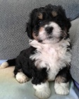 Prodám štěňata Bernedoodle.