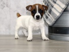 Prodm zdrav tata jack russell terira.