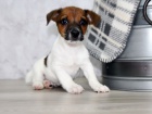 Prodm zdrav tata jack russell terira.