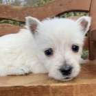 Prodm mini mini tata West Highland White Terriers