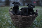 Cane Corso tata