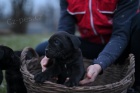 Cane Corso tata