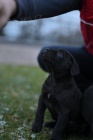 Cane Corso tata