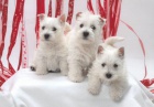 Prodm tata West Highland White Terriers