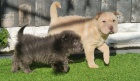 Čínská štěňata shar-pei na prodej. Štěňata jsou očkovaná a odčervená.