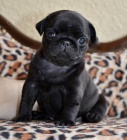 Černý mops samec a fenka štěňata k adopci.