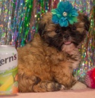 Krsn ttka shih tzu