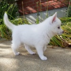 Prodám štěňata Pomskies (kříženec sibiřský husky a pomeranian)