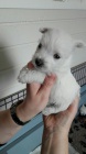 Prodm mini hraku tata West Highland White Terriers
