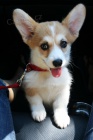 Ndhern tn Welsh Corgi Pembroke k adopci.