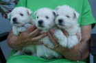 West highland white terrier/westk - tata