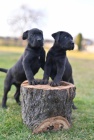 Cane Corso štěňata