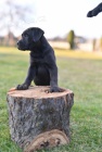 Cane Corso tata