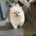 Prodm mini hraku tata pomeranian.