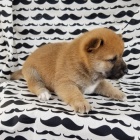 Prodm mini tata shiba inu